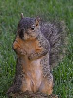 Squirrel3.jpg