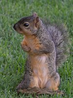 Squirrel4.jpg