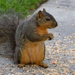 Squirrel6.jpg