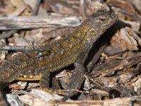 Lizard.jpg