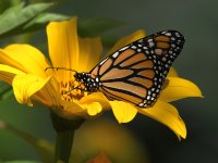 Monarch.jpg
