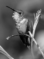 HummerBW.jpg