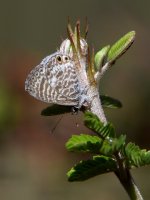 HairStreak.jpg
