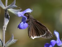 Moth2.jpg