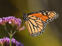 Monarch.jpg