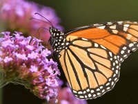 Monarch6.jpg