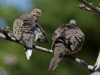 Doves2.jpg