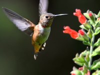 Hummer3.jpg
