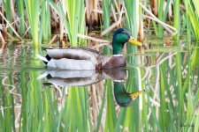 MallardReflection-400.jpg
