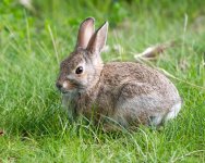 Bunny-434.jpg