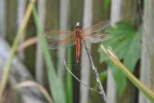 DSCN4106.jpg