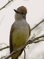 Flycatcher2.jpg