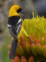 Oriole3.jpg
