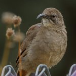 Thrasher8.jpg
