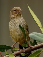 Towhee2.jpg