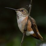 Hummer8.jpg
