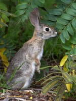 Rabbit.jpg