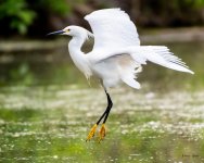 SnowyLanding-400.jpg