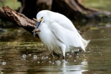 SnowyFish-427.jpg