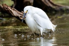 SnowyFish-428.jpg