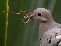 Dove2.jpg