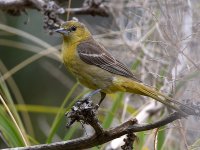 Oriole.jpg