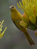 Oriole4.jpg