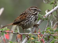 Sparrow2.jpg