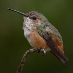 Hummer7.jpg