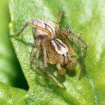 Spider.jpg