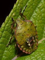 Beetle.jpg