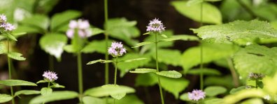 Hoosier National Forest-6103.JPG