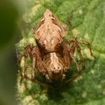 Spider2.jpg