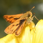 Skipper.jpg