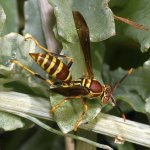 Wasp.jpg