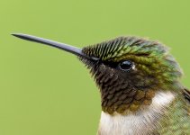 Hummingbirds-9446.JPG