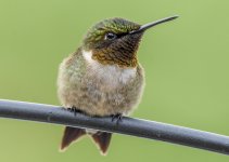 Hummingbirds-9465.JPG
