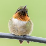 Hummingbirds-9452.JPG