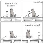 cat.jpg