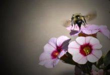 Bee on Top small.jpg