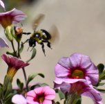 Incoming Bee small.jpg