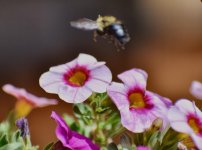 Incoming missed focus small.jpg