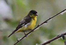 _ROY4913.jpg