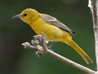 Oriole4.jpg
