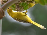 Oriole6.jpg