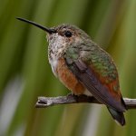 Hummer8.jpg