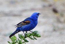 _ROY5167.jpg