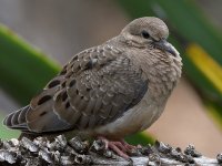 Dove13.jpg