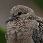 Dove16.jpg
