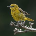 Oriole.jpg